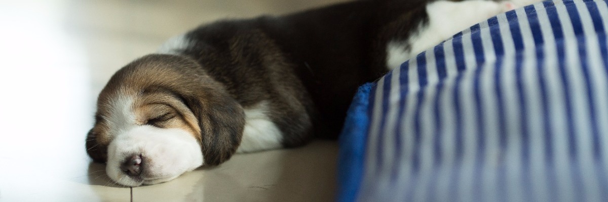 un chiot dort paisiblement sur son coussin 