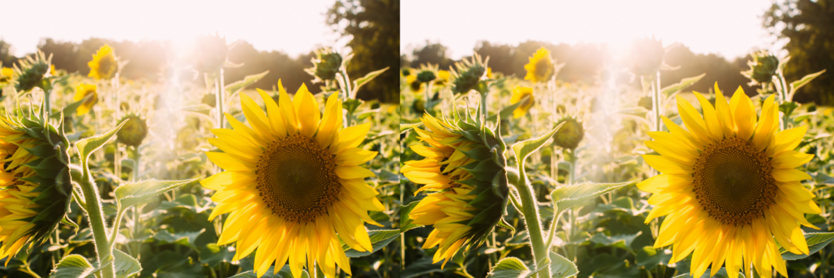 un gros plan sur un champs de tournesol