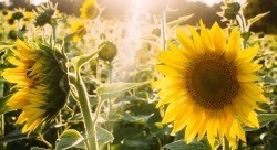 un gros plan sur un champs de tournesol